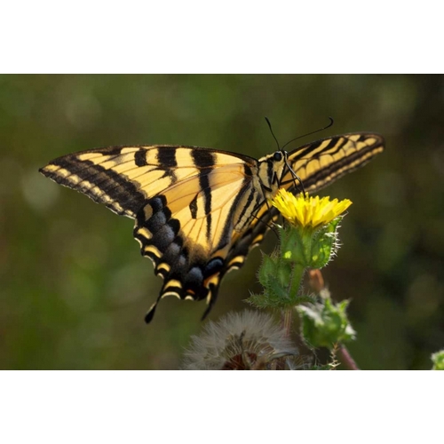 CA, San Diego, Mission Trails Anise Swallowtail